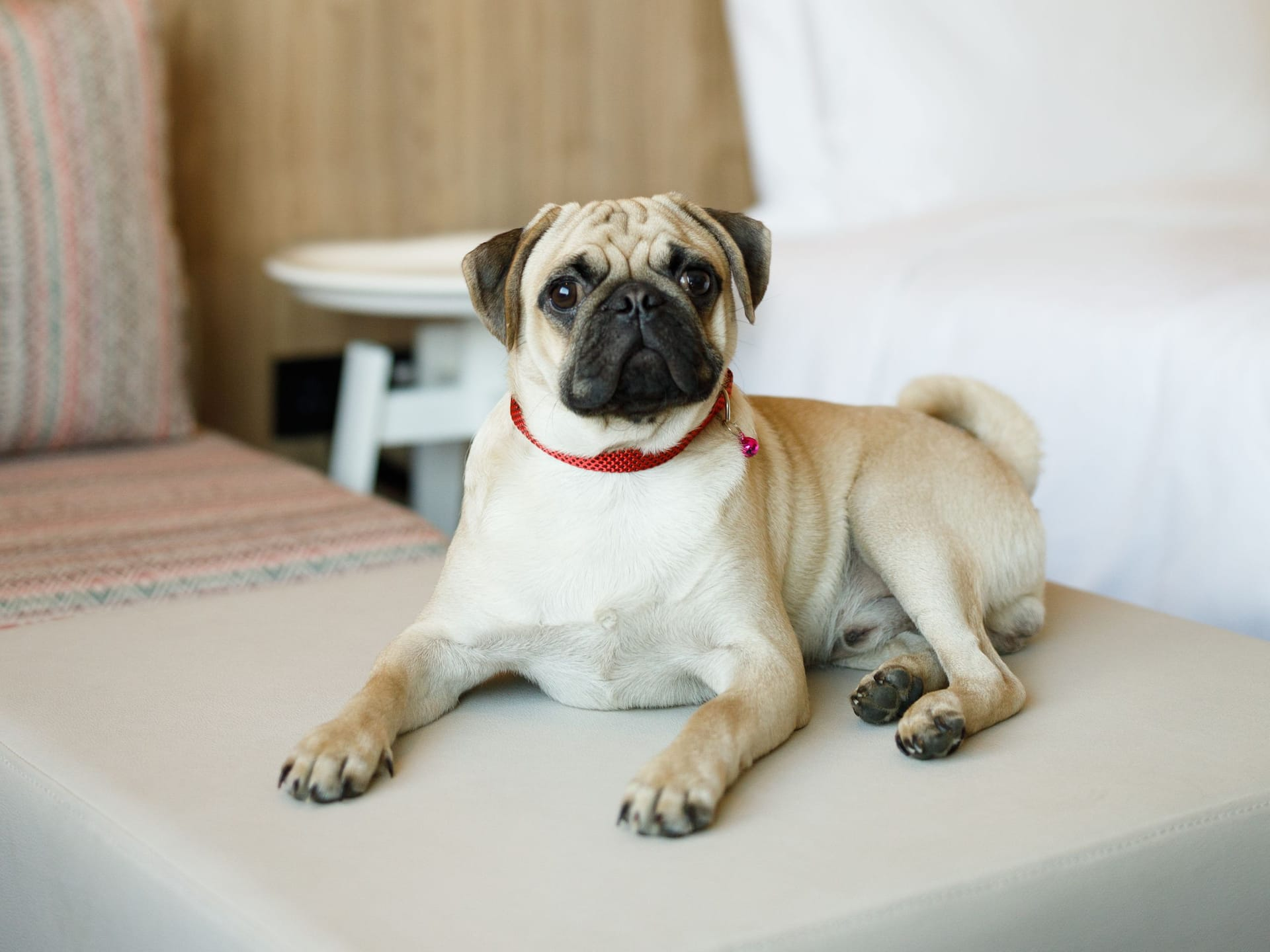 KTMZK-P0029-Pet-Friendly-Guestroom